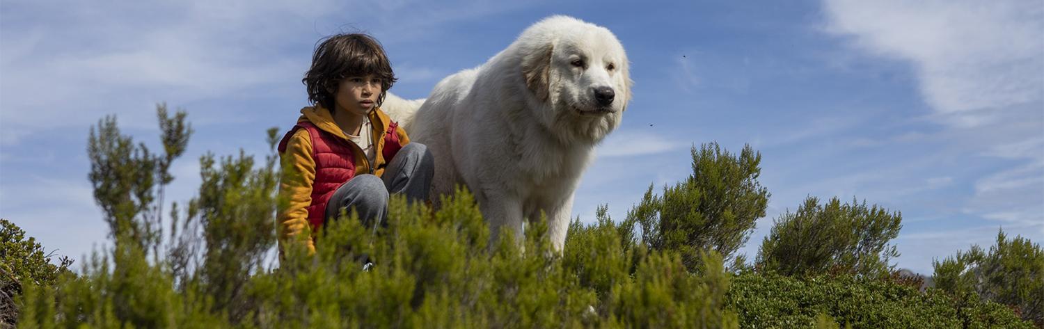 Belle et Sébastien - Nouvelle génération